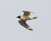 Franklins Gull